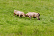 Two beige or light brown bulls fight by butting heads in a green grassy field 