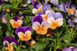 Happy purple and orange pansies with green leaves.