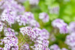 Clusters of small purple and white flowers with a soft focus green background