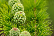 Soft Focus, Little Green Pine Cones Growing On A Branch. 