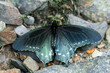 A blue and black Pipevine Butterfly, Battus philenor, rests with its wings open on rocks.