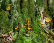 Little bright orange mushrooms growing on a tree stump covered in moss. Looks like a fairy garden, deep in the forest.