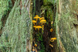 Tiny, bright orange mushrooms grow vertically in a mossy tree stump.
