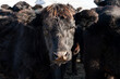 A large black cow, close up, with a runny nose. Concepts of illness, sick, virus