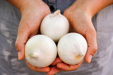 Wall Mural - Woman holds white onions in her palms