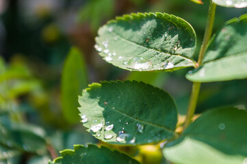 Wall Mural - Water drops after rain on the leaves of a dwarf mountain ash close-up, early spring on a warm sunny day, a bright beautiful background.