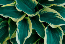 Variegated Hosta Leaves In Close-up.Natural Floral Background.Top View,selective Focus.