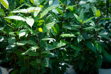 view of bay leaves bush 