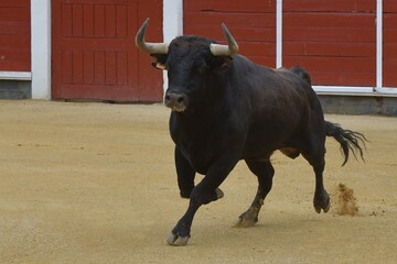 huge spanish bull in bullring