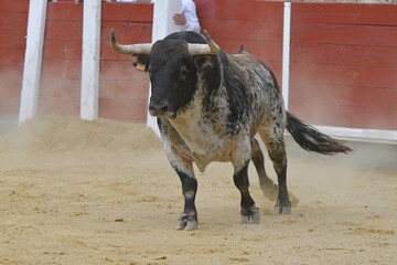 
huge spanish bull in bullring