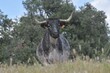bull elk in a field