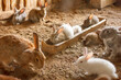 rabbits on the farm in the aviary