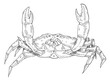 Crab isolated on white background. Vintage hatching vector monochrome black illustration.