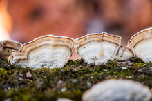 False Turkey Tail (Stereum Ostrea) Mushroom Growing On A Mossy Log