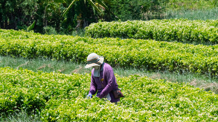 Farmers picking jasmine flowers