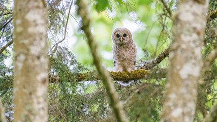 Wall Mural - A young barred owlet standing on a mossy branch in the forest.  This owl still has down although it is fledged