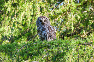 Wall Mural - A wild barred owl rests in a fir tree and watches intently with dark black eyes