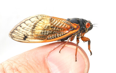 Wall Mural - 17-year periodical cicada perching on a person's thumb.  This is part of the Brood X group, that is made up of three species.  This species is the dwarf periodical cicada (Magicicada cassini). 