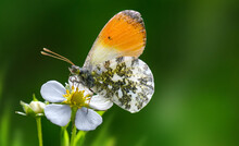 Orange Tip Butterfly Anthocharis Cardamines On Strawberry Flower .