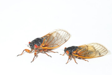 comparing two brood x periodical cicadas next to each other. left is the pharoah cicada (magicicada 