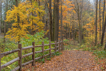 Wall Mural - Fall time in park