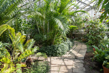 Exotic Evergreen Plants In Greenhouse. Tropical Botanic Garden Orangery With Palms And Bamboo Trees. Tropic Greenery Growing In Glasshouse With Natural Light Under Glass. Gardening And Botany Concept