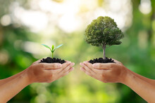 Exchange Hand Holding Small Tree With Hand Big Tree Environmental Protection Concept