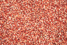 Detail Of Red Corn Kernels With Artistic Abstract Pattern. More Beautiful With Sharp Details.