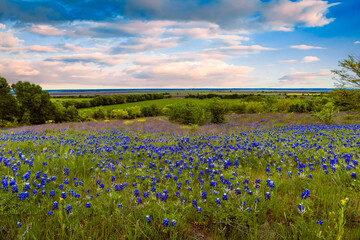 Wall Mural - Texas sunsets with bluebonnets