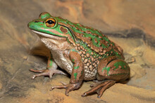 Endangered Growling Grass Frog From Southern Australia