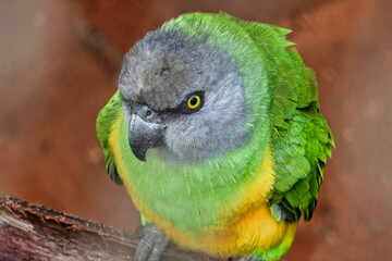 Sticker - Closeup of a senegal parrot perching on tree trunk