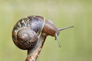 snail on a leaf