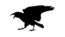 Vector Black Silhouette Of Crow On The White Background, Silhouette Of Crows