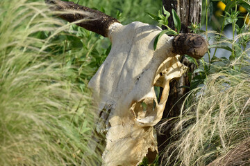 Wall Mural - cow skull