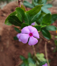 Madagascar Periwinkle Flower
Catharanthus Roseus, Commonly Known As Bright Eyes, Cape Periwinkle, Graveyard Plant, Madagascar Periwinkle, Old Maid, Pink Periwinkle, Rose Periwinkle,