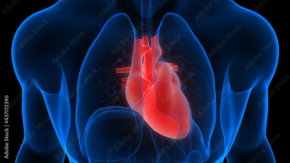 Human Circulatory System Heart Anatomy Stock Illustration | Adobe Stock