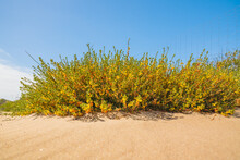 Sand Dunes And Deerweed Plant. Deerweed (Lotus Scoparius) Bright-yellow Flowers, California Native, In Bloom In Late Spring