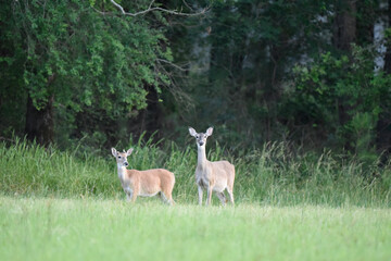 Wall Mural - whit tailed deer and fawn