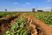 Farmers Use Machinery To Harvest Peanuts In The Fields