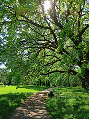 Wall Mural - Green park scenery during a beautiful sunny day with lush vegetation of trees and grass. City parks for relaxation and enjoyment.
