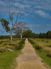 A gravel path flanked by two silver birches runs across heather moorland in diminishing perspective to a horizon of mature trees and a bright blue sky.