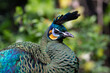 Green peafowl (Pavo muticus) head and neck of a green peafowl with a blue crest pale green head and gold cheeks with a natural green background
