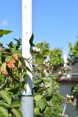 Wall Mural - Brombeerblüten