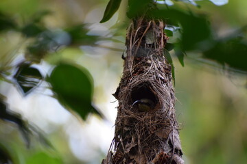 The sparrow ,spider hunter , in the nest.