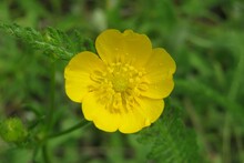 Beautiful Yellow Buttercup Flower On Natural Green Background