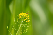 Yellow Wild Flower With Hover Fly And Natural Pale Green Background
