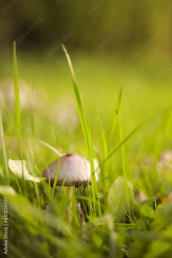 Vertical shot of mushroom on green gra - obrazy, fototapety, plakaty 
