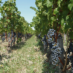 Poster - Vignoble bordelais cru Margaux