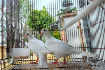 
pair of white birds