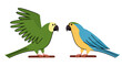 Vector set with parrots in flat style isolated on white.